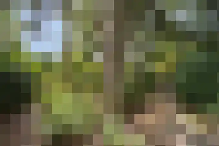 Veldstraat 74 Baarlo thumbnail 39