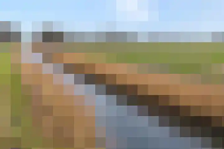 Velduil 18 Raalte thumbnail 10