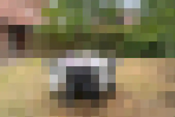 Velduil 2 Nieuwegein thumbnail 34
