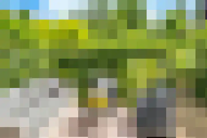 Velduil 22 Nieuwegein thumbnail 35