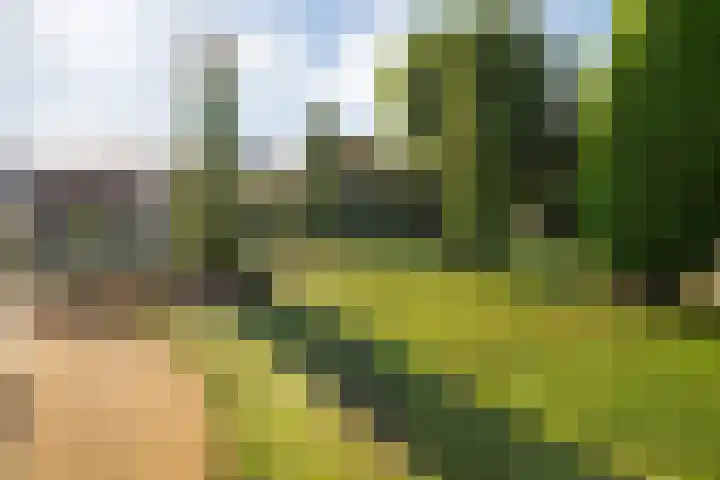 Velduil 22 Raalte thumbnail 41