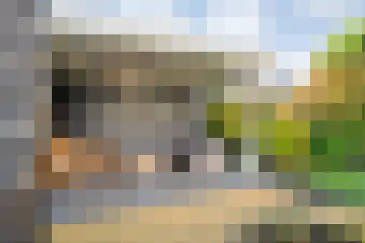 Velduil 22 Raalte thumbnail 43