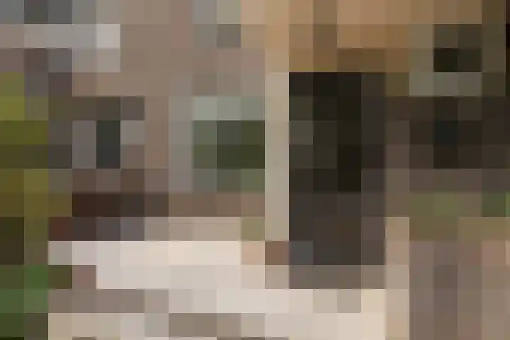 Velduil 32 Nieuwegein thumbnail 7
