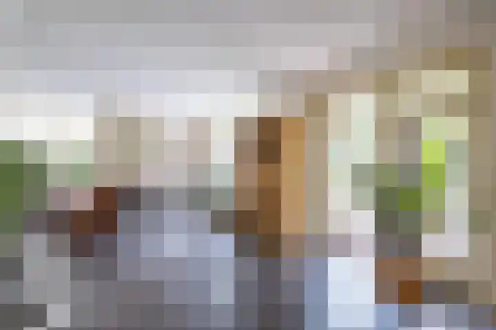 Velduil 5 Bergen L thumbnail 13