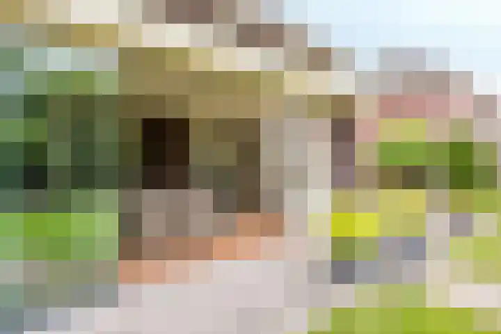 Velduil 5 Bergen L thumbnail 18