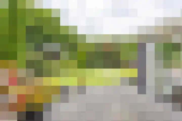 Velduil 5 Bergen L thumbnail 4