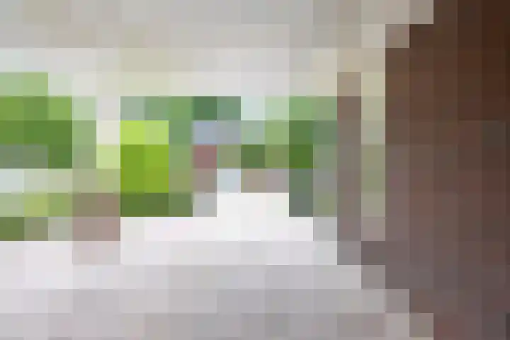 Velduil 5 Bergen L thumbnail 44