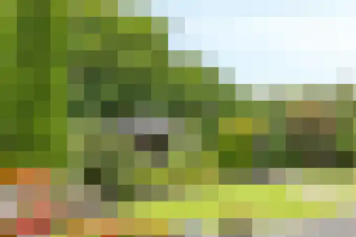 Velduil 5 Bergen L thumbnail 48