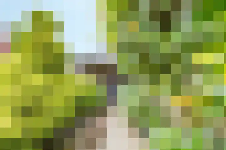 Velduil 5 Bergen L thumbnail 49