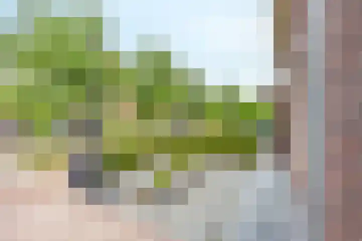 Velduil 5 Bergen L thumbnail 5
