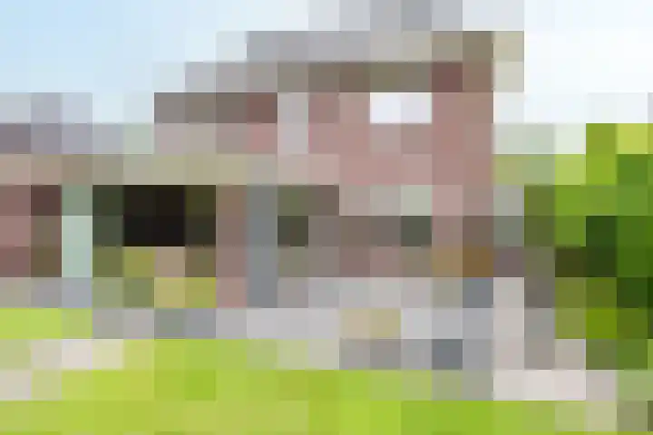 Velduil 5 Bergen L thumbnail 51
