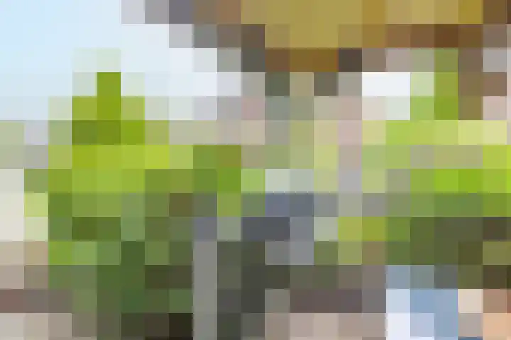 Velduil 5 Bergen L thumbnail 52