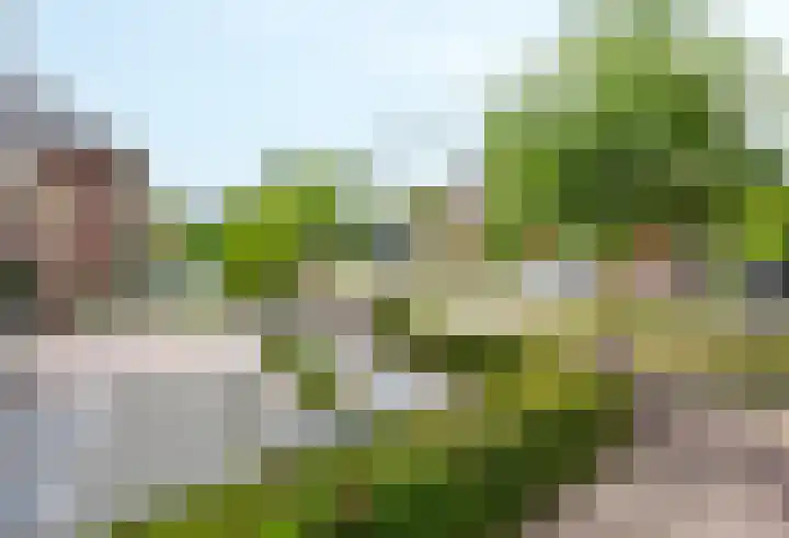 Velduil 5 Bergen L thumbnail 57