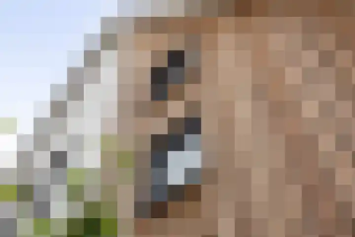 Veldwachter 12 Wesepe thumbnail 38