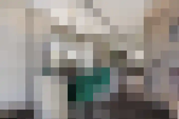 Veldwachter 2 Hendrik-Ido-Ambacht thumbnail 12