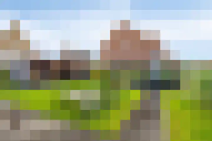 Veldwachter 2 Hendrik-Ido-Ambacht thumbnail 17