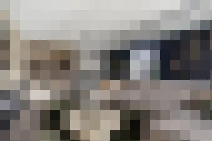 Veldwachter 2 Hendrik-Ido-Ambacht thumbnail 4