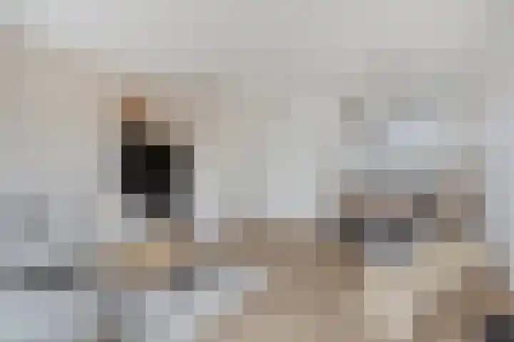 Veldwachter 22 Wijchen thumbnail 7