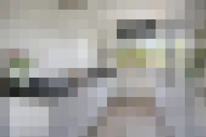 Veldwachter 37 Wijchen thumbnail 9