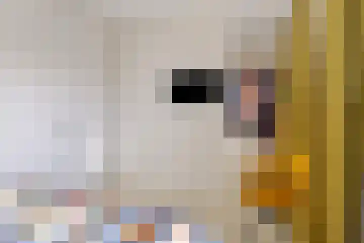 Veldwachter 87 Wijchen thumbnail 16