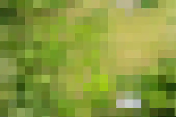Veldweg 1 Dwingeloo thumbnail 60