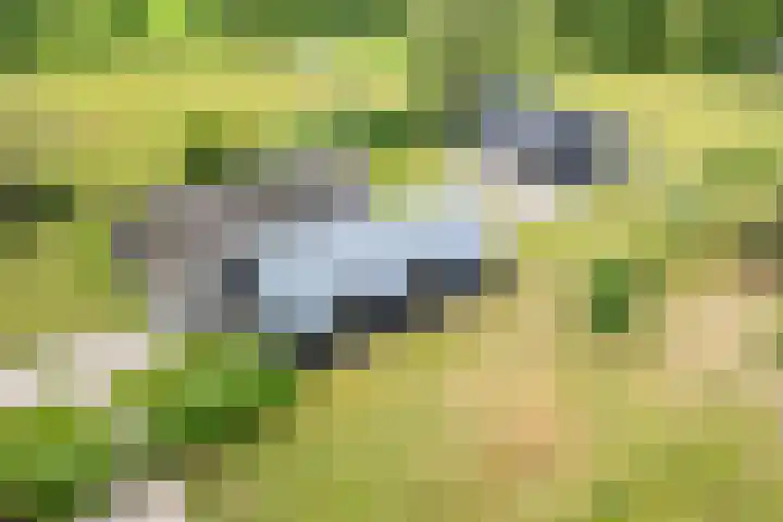 Veldweg 1 Dwingeloo thumbnail 64