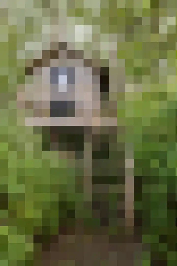 Veldweg 1 Dwingeloo thumbnail 7