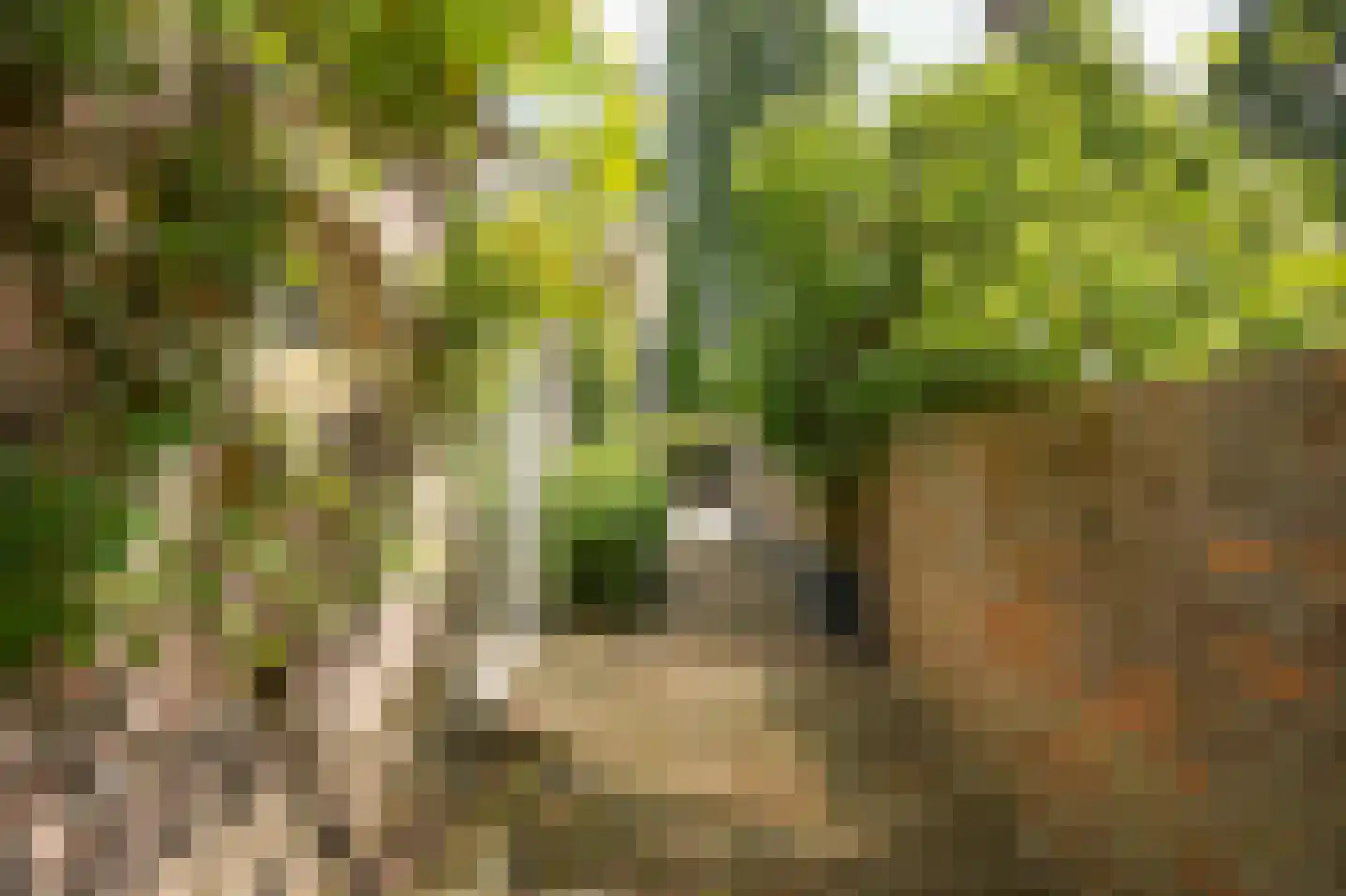 Veldweg 1 Welsum thumbnail 58