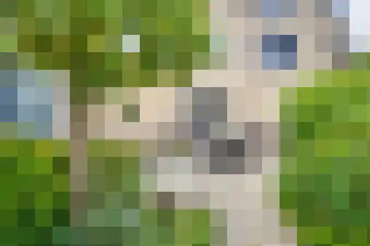 Veldweg 14 Etten-Leur thumbnail 34