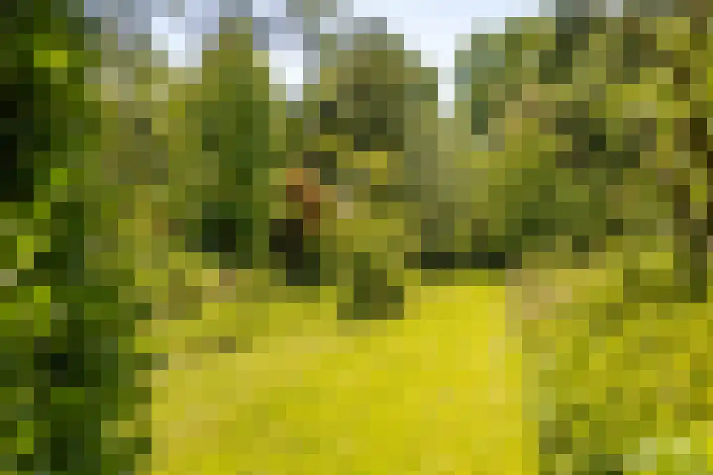 Veldweg 165 Westzaan thumbnail 4