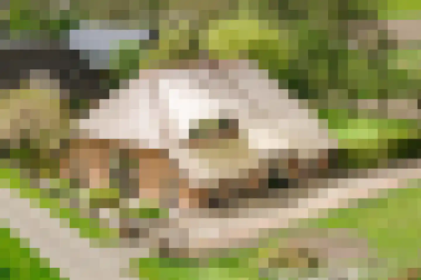 Veldweg 7 Welsum thumbnail 52