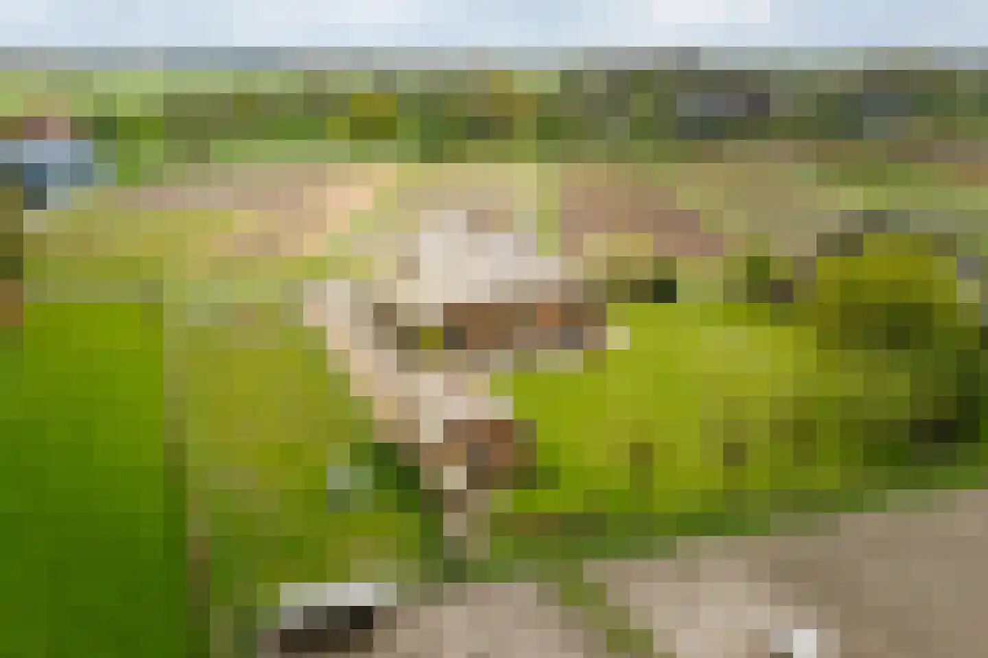 Veldweg 7 Welsum thumbnail 68