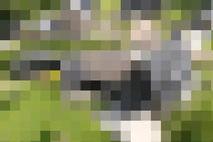 Veldwijk 7 Tubbergen thumbnail 30