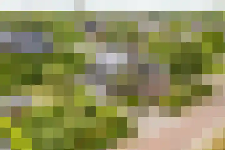 Veldzicht 9 Loppersum thumbnail 12