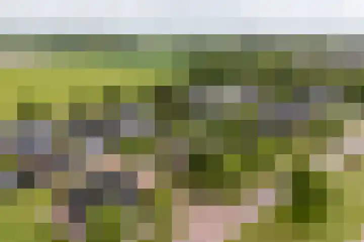 Veldzicht 9 Loppersum thumbnail 76