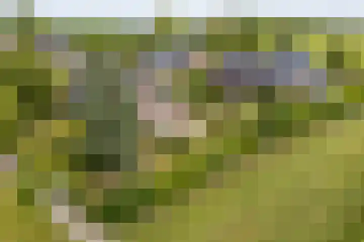 Veldzicht 9 Loppersum thumbnail 78