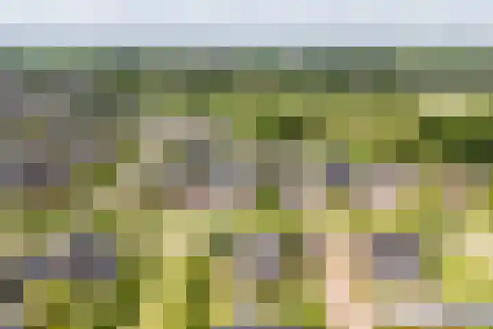 Veldzicht 9 Loppersum thumbnail 79