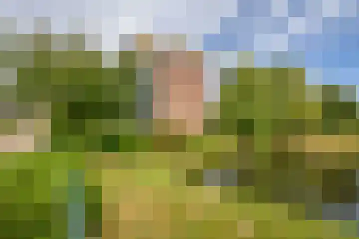 Veldzuring 23 Venlo thumbnail 27