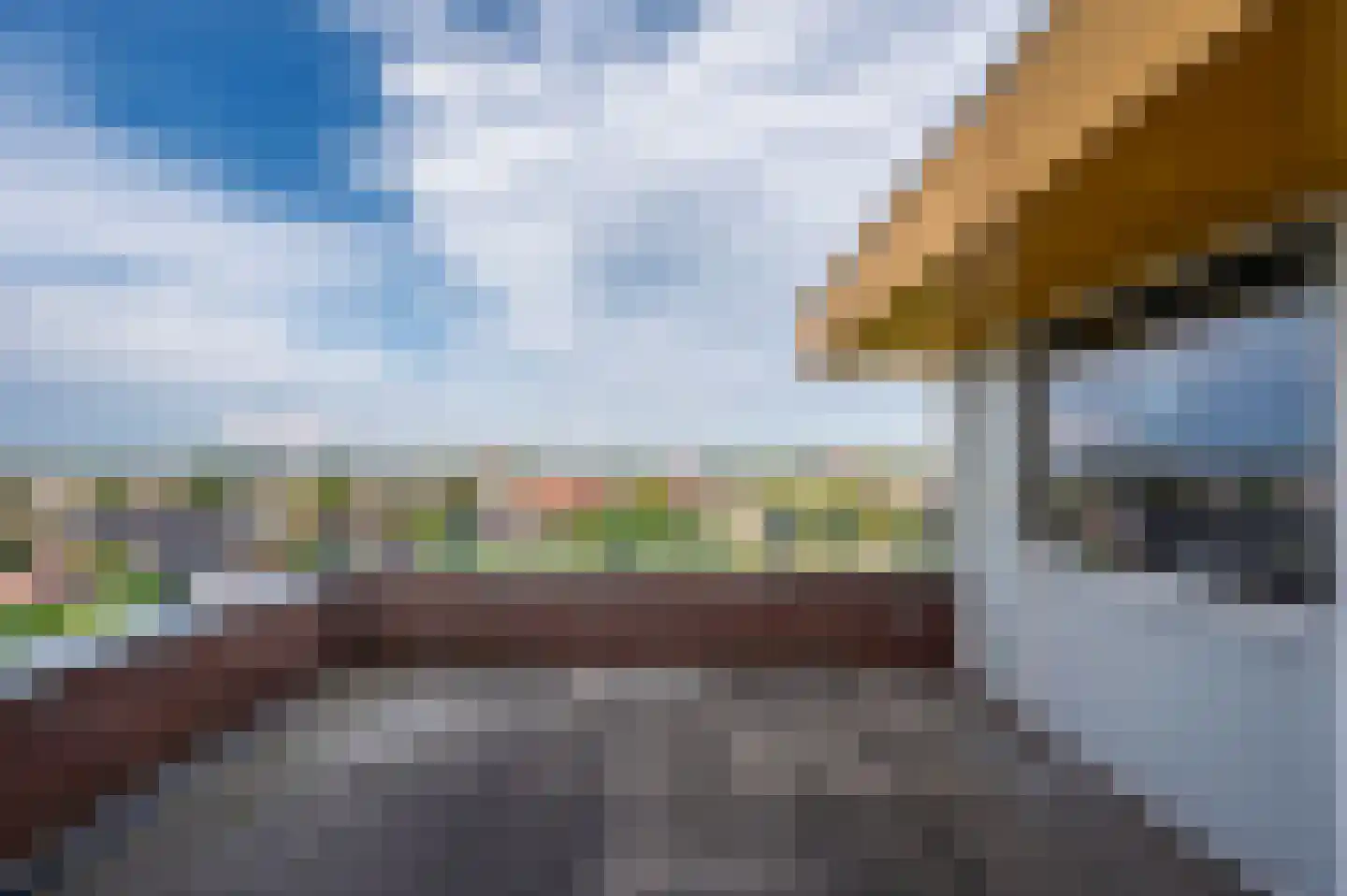 Veldzuring 53 Venlo thumbnail 23