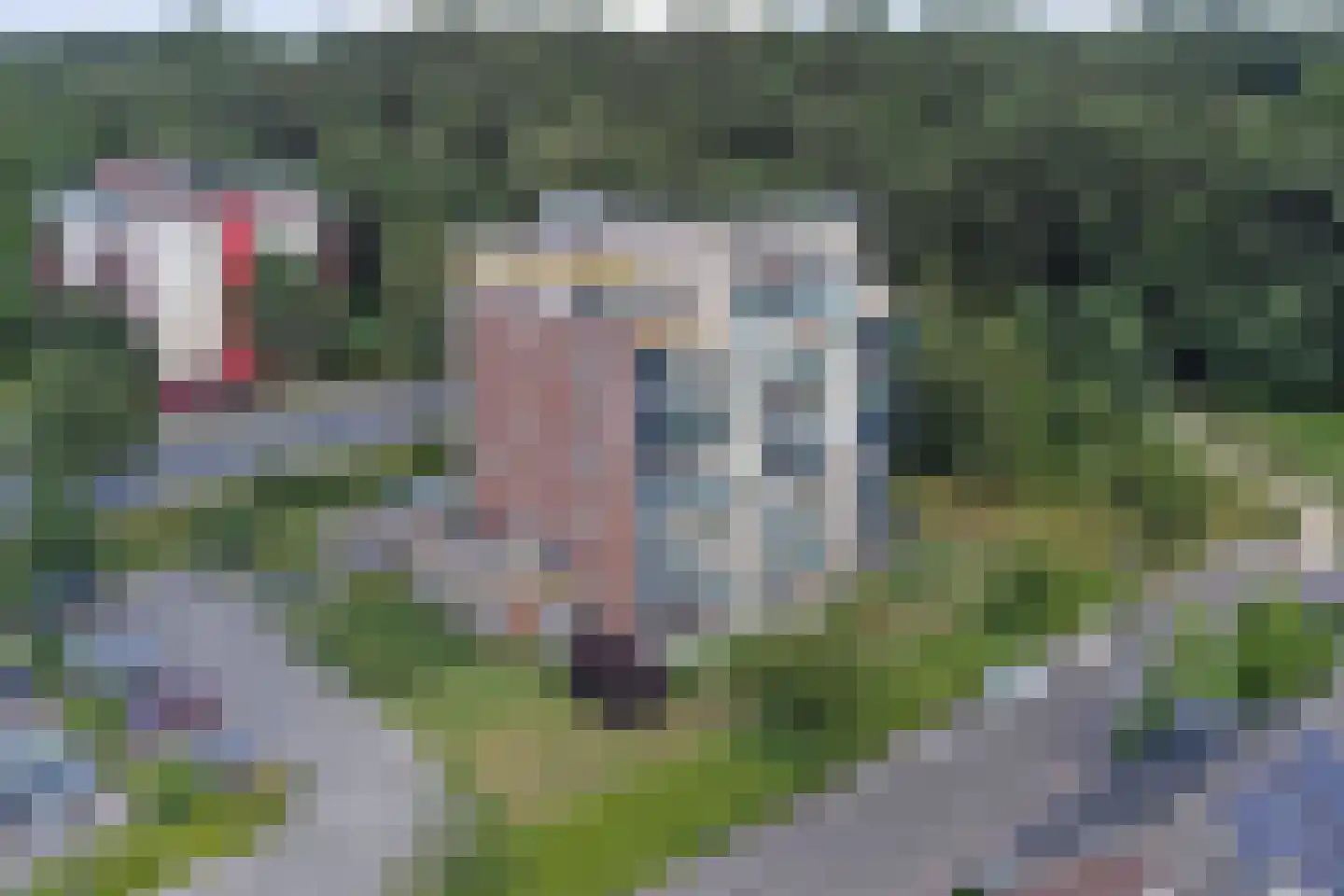 Veldzuring 97 dans Venlo