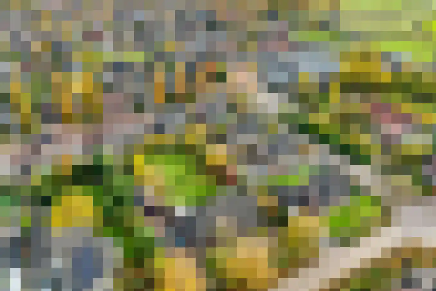 Velgert 1 Oeffelt thumbnail 16