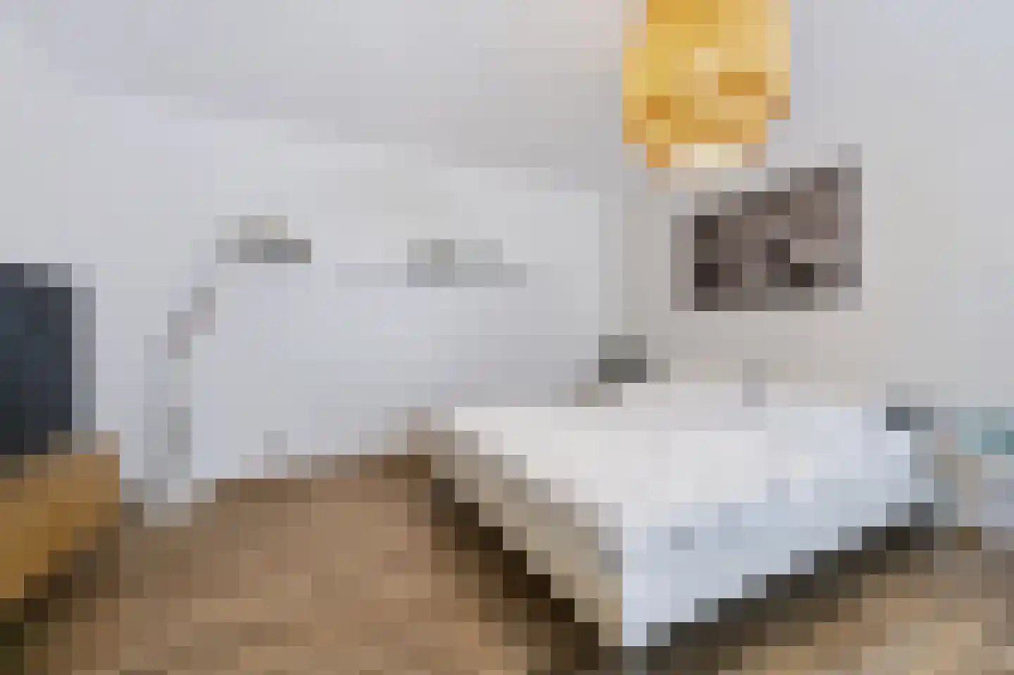 Velhorstlaan 19 Spijkenisse thumbnail 38