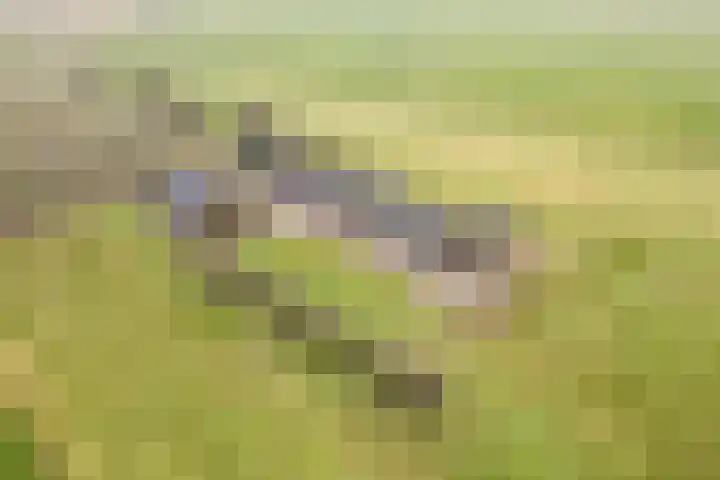 Velkemeensedijk 25 Kootwijkerbroek thumbnail 4