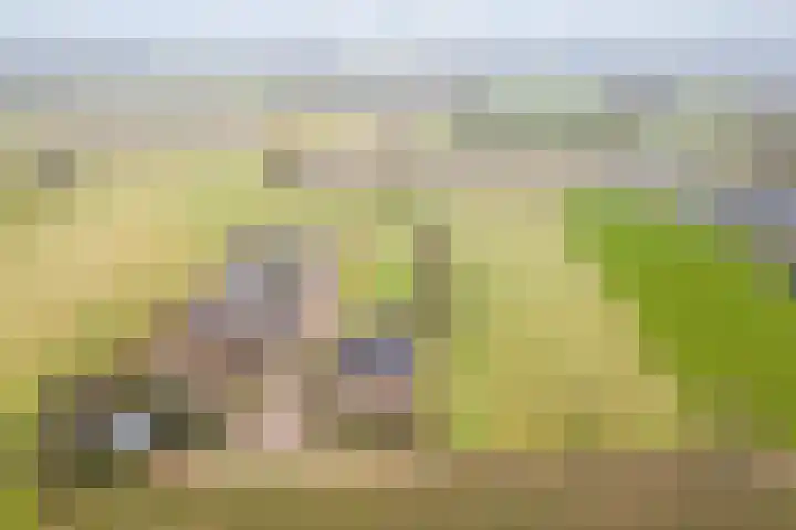 Velkemeensedijk 25 Kootwijkerbroek thumbnail 40