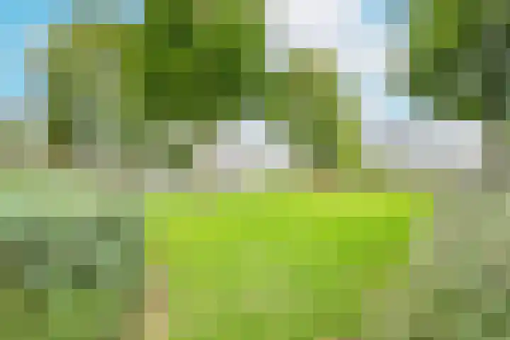 Veltumse Kleffen 36 Venray thumbnail 30