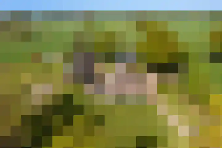 Veluwsedijk 4 Oene thumbnail 4