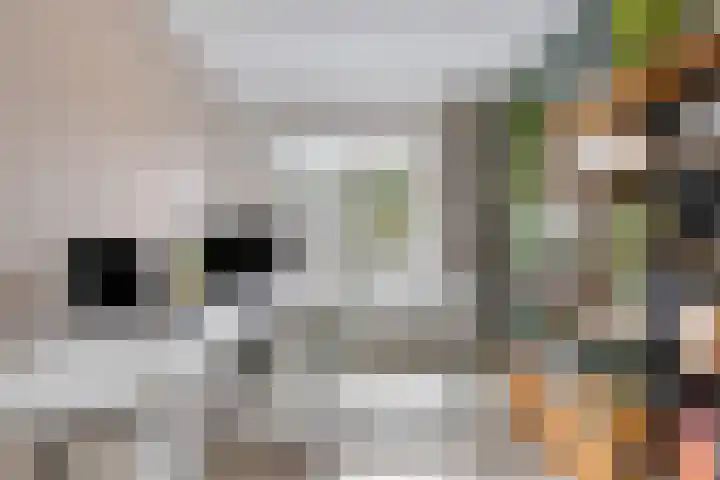 Vendelier 17 Best thumbnail 5