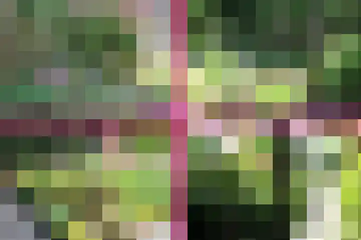 Vendelier 17 Best thumbnail 67