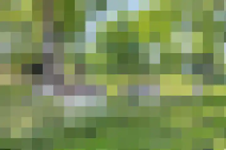 Vendelierstraat 8 Rosmalen thumbnail 46