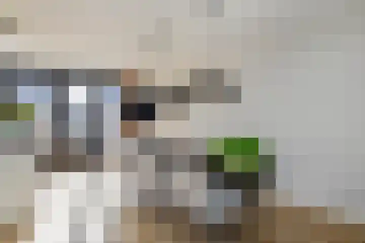 Venebrugge 5 Raalte thumbnail 15